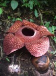 Rafflesia_sumatra.jpg